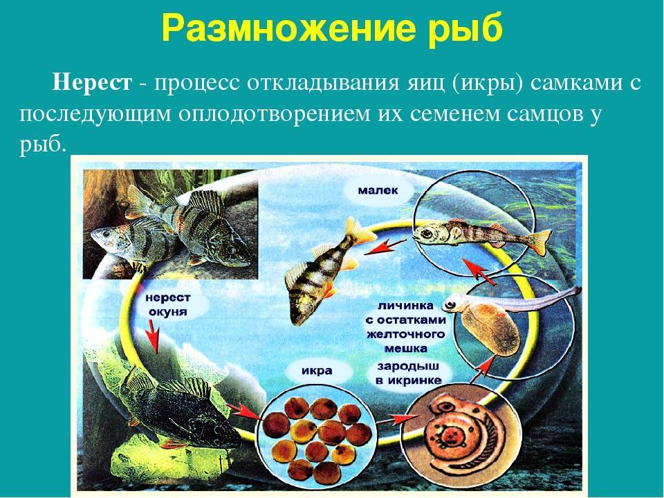 Когда лучше клюет карась – условия для лучшего клева
