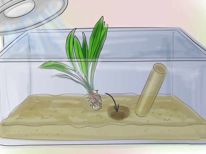 Выращивание аквариумных растений в аквариуме и вне его.