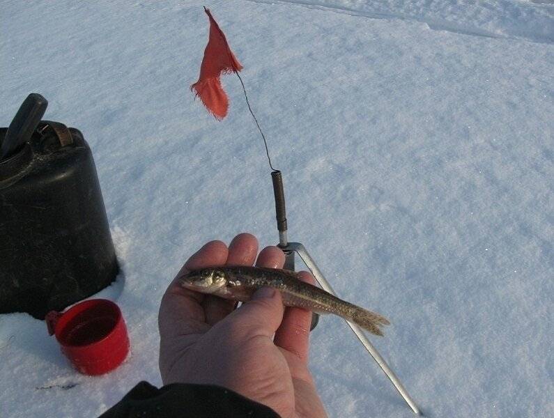 Правильная ловля судака на жерлицы зимой