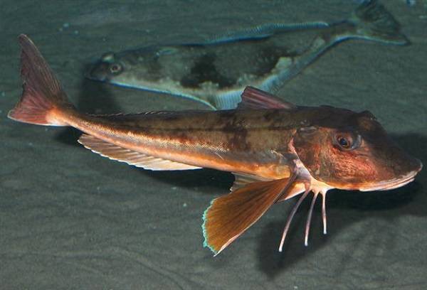 Морской петух (рыба): описание, фото :: syl.ru