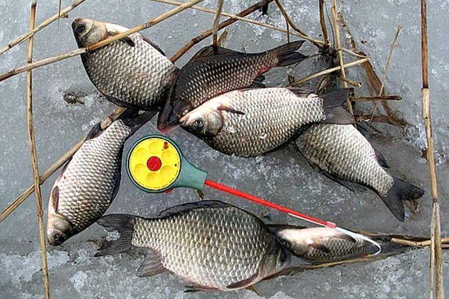 Карп зимой на мормышку - особенности ловли, выбор снасти, места ловли