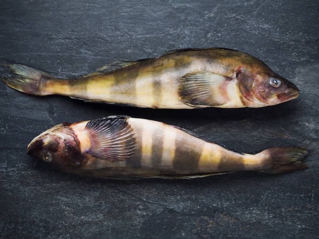 Рыба «Терпуг японский» фото и описание