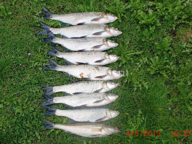 Жерех рыба – фото, описание, где водится и чем питается, как ловить и готовить шереспера