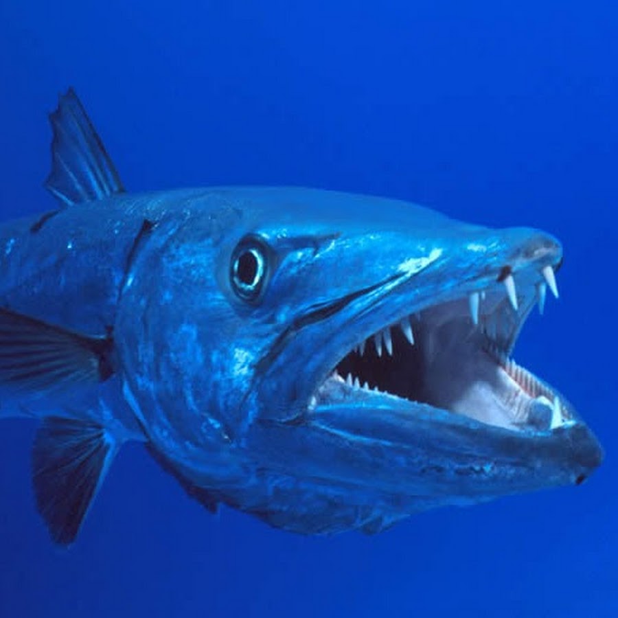 Морская щука 9. Барракуда рыба. Акула Барракуда. Самая большая Барракуда. Барракуда — страшные челюсти.