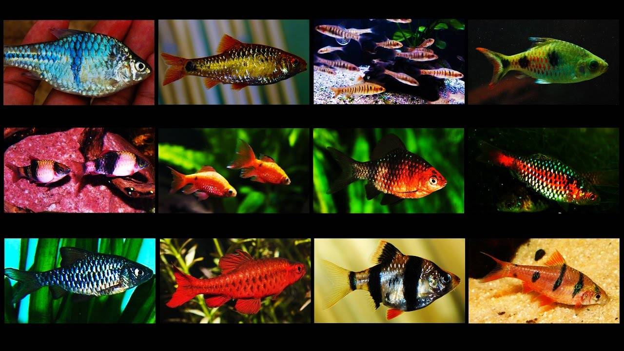 Барбусы (barbus)  — описание видов, содержание в аквариуме