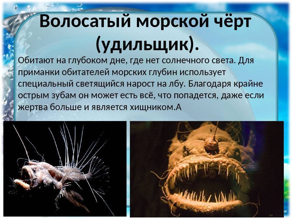 Рыба морской черт – как готовить? 5 рецептов