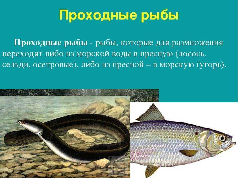 Рыба линь: как выглядит, где обитает и как ловить рыбу?