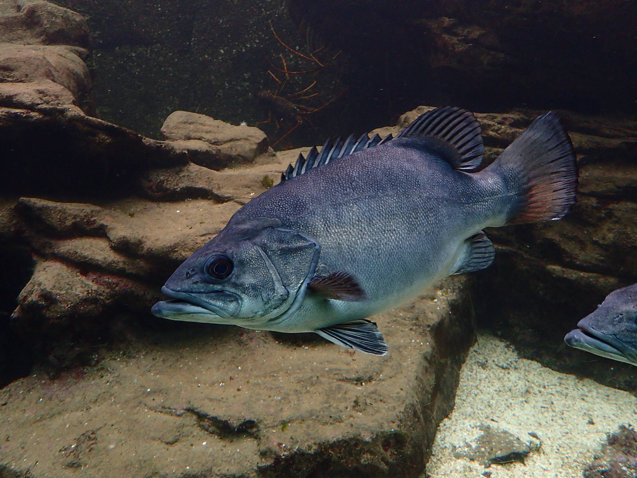 Рыба «Лаврак японский» фото и описание