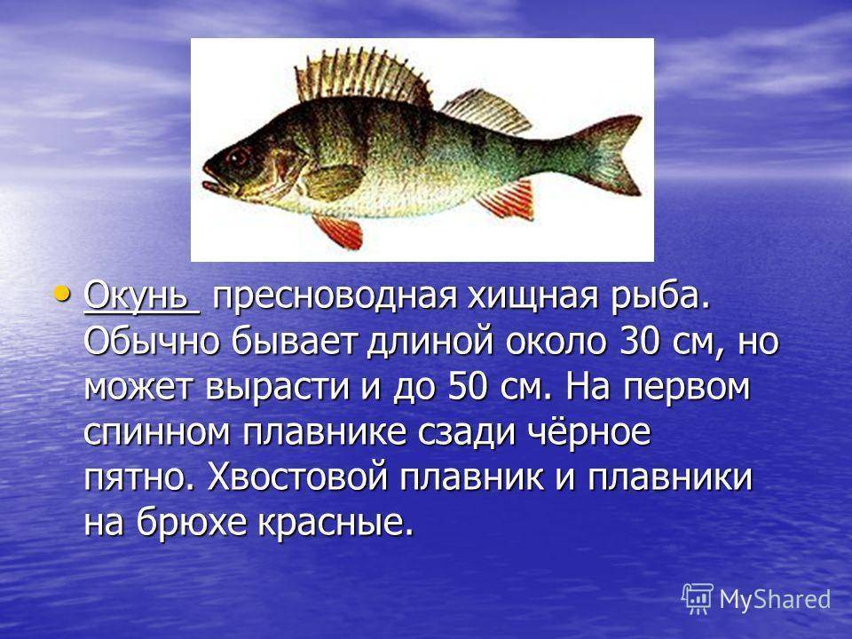 Рыба окунь