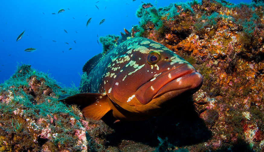 Каменный окунь групер (grouper): виды рыб и условия обитания