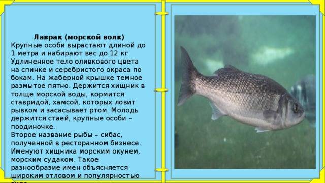 Рыба морской волк (сибас): описание, среда обитания, полезные свойства
