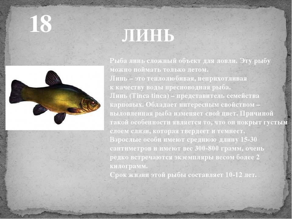 Рыба линь, фото и описание, советы по ловле