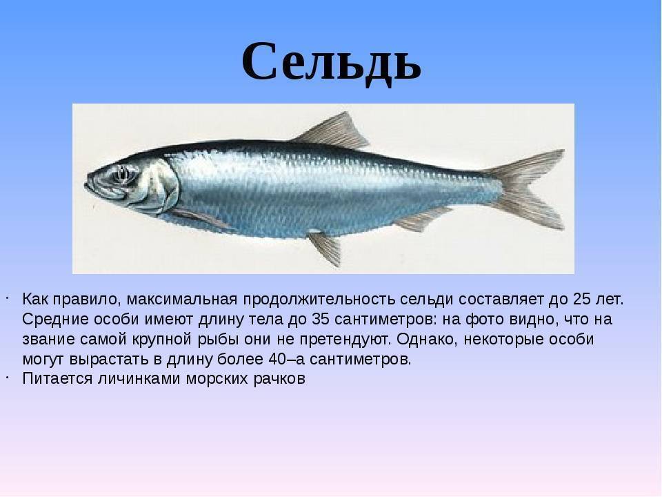 Пикша что за рыба, польза и вред для организма, исследования