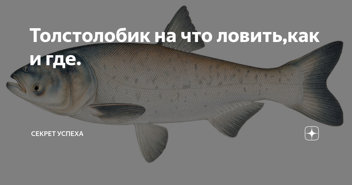 Толстолобик: рыба толстолобик фото и описание, способы ловли, образ жизни и приманки на толстолобика