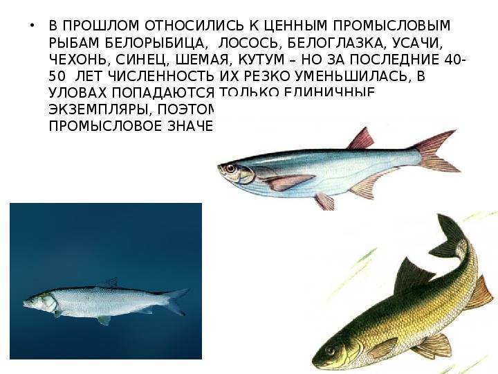 Рыба кутум: характеристика, виды, места обитания
