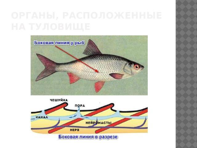 Боковая линия у рыб