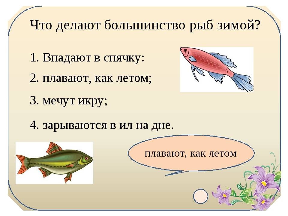 Как и почему спят золотые рыбки? sleepline