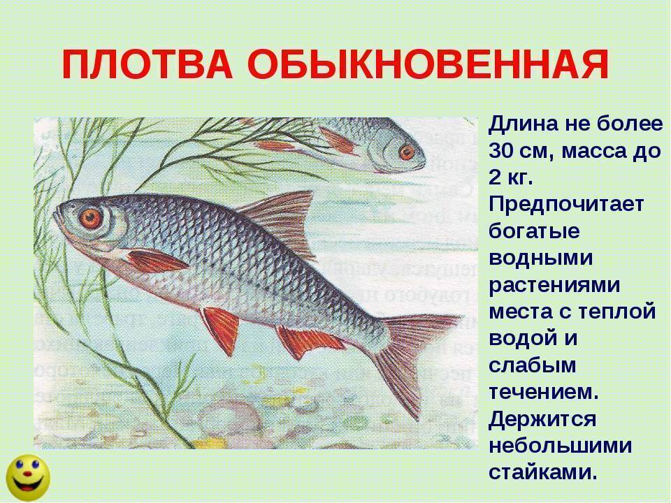 Плотва (рыба). фото и описание. видео | все о плотве