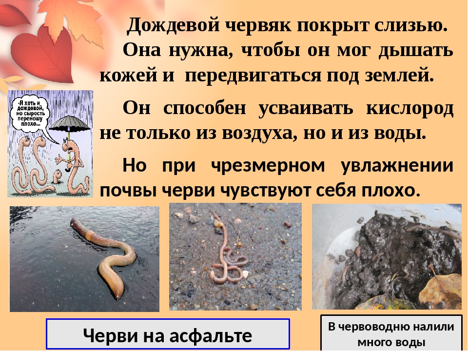 Паразит конский волос: где обитает, опасен ли для человека, как избавиться