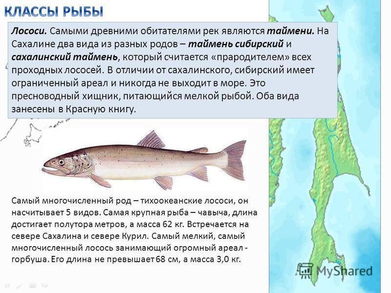 Рыба таймень: виды, описание и особенности обитания