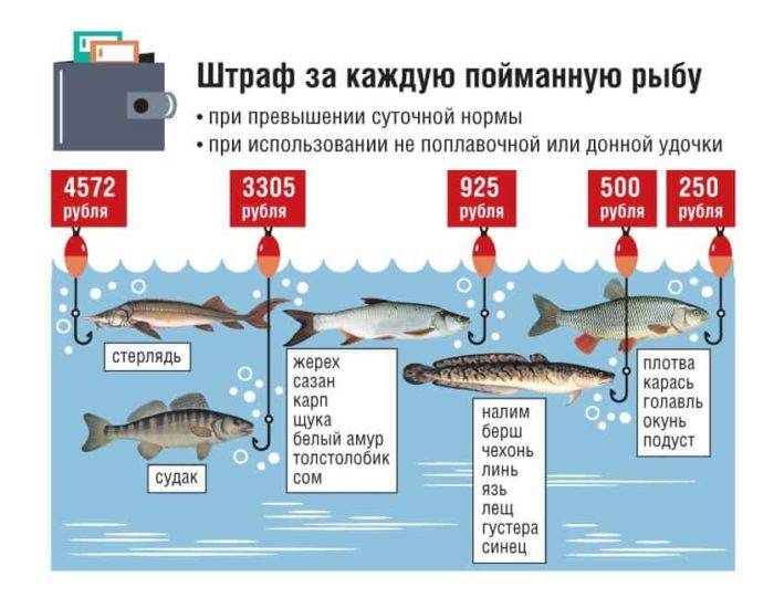 Штраф за ловлю рыбы сетями в россии на сегодняшний день