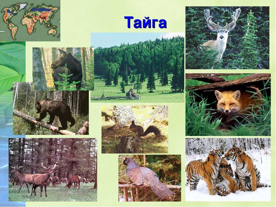 Животные зоны хвойных лесов. Тайга природная зона. Обитатели природных зон России Тайга. Природная зона Тайга животные. Растительный и животный мир тайги.