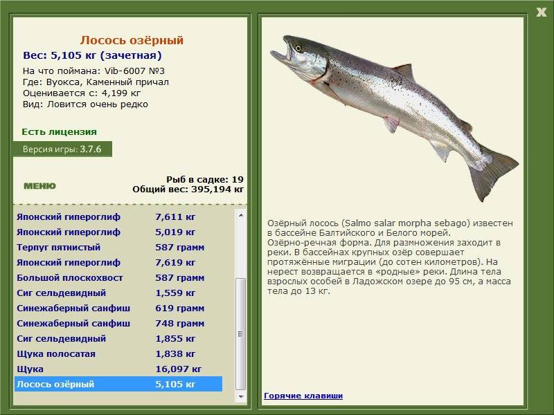 Семейство лососевых рыб: описание и фото, породы рыб