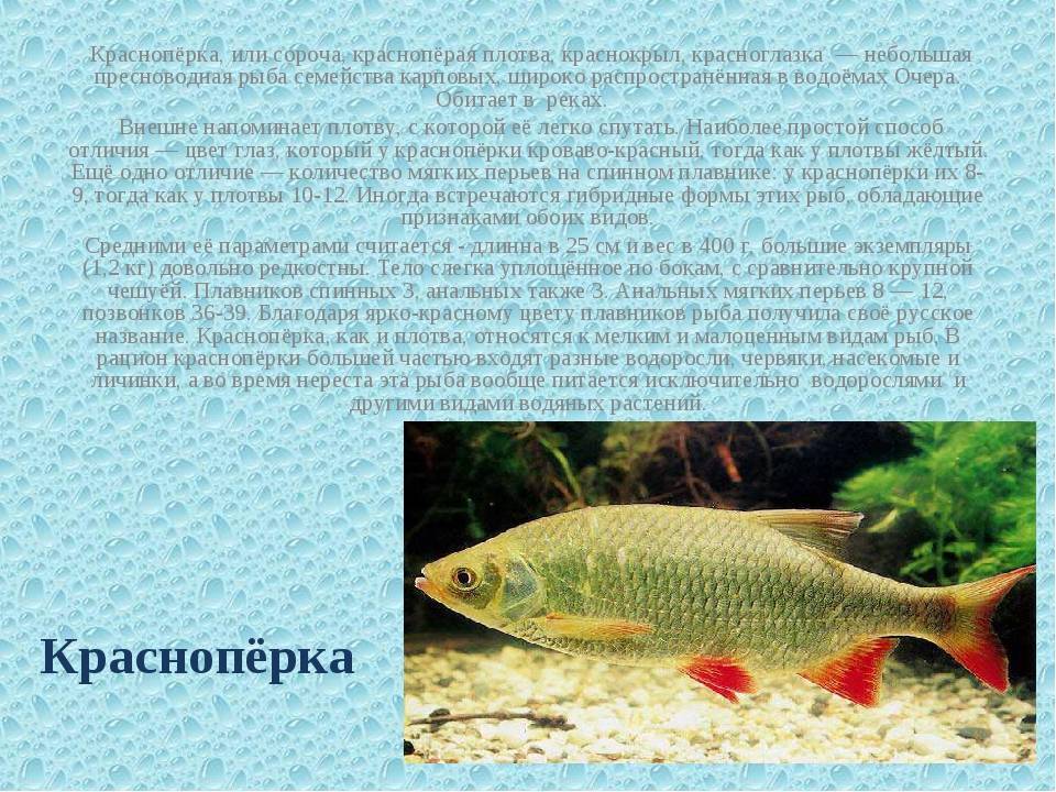Рыба красноперка — как выглядит, образ жизни, виды (морская, пресноводная)