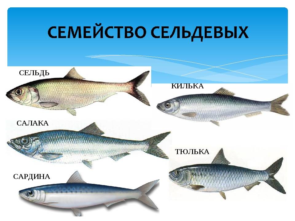 К какому семейству относится скумбрия
