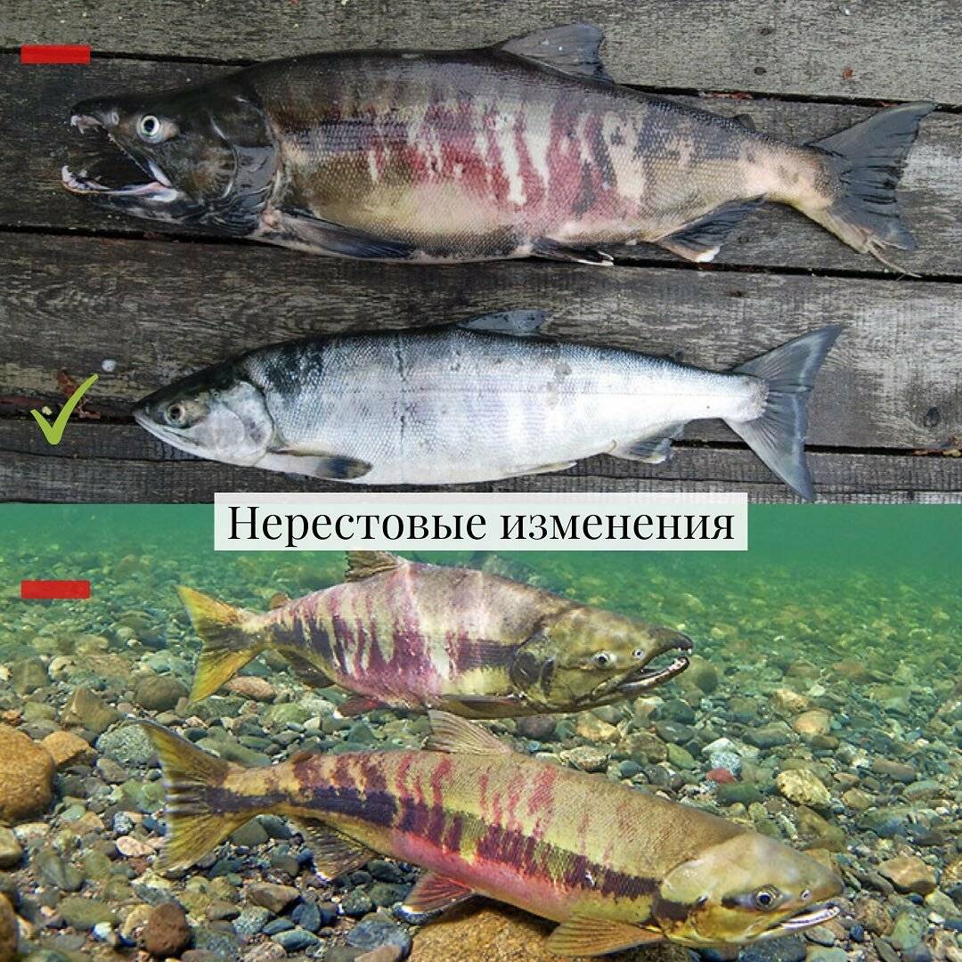 Запрет на рыбалку с лодки, штрафы и сроки