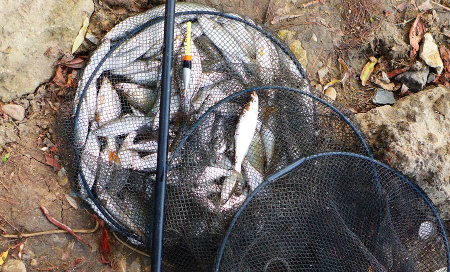 Ловля уклейки – рыбалка зимой, весной, летом и осенью + видео и фото