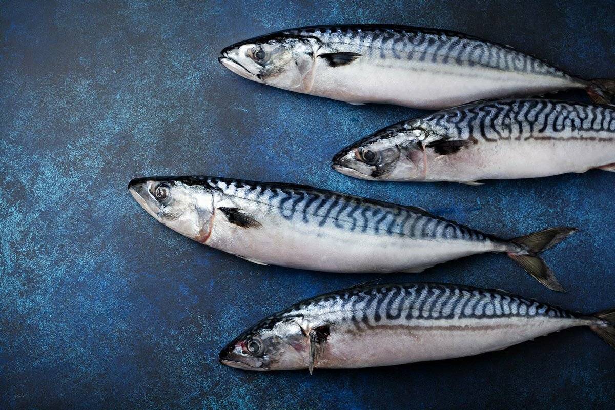 Рыба скумбрия: среда обитания. морская или речная это рыба?