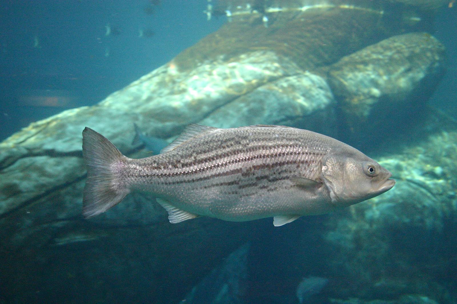 Рыба басс: краткое описание, среда обитания, особенности и свойства