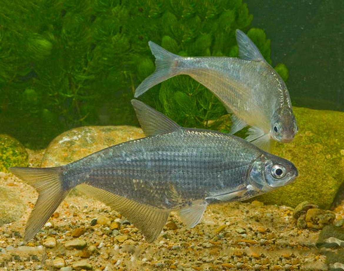 Рыба белоглазка относится к семейству карповых