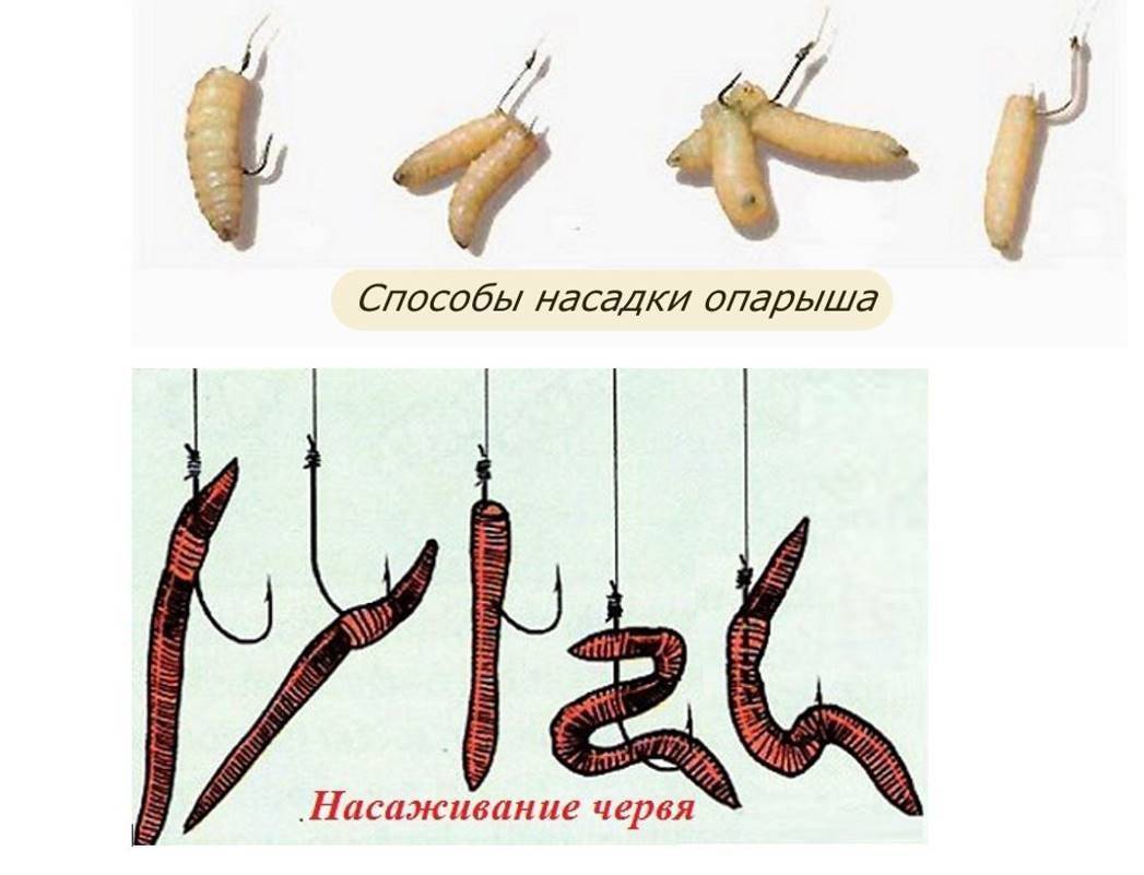 Как насадить червя на крючок правильно :: syl.ru