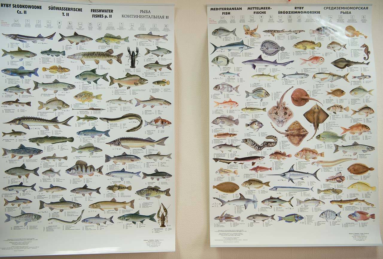 Закко обыкновенный фото и описание – каталог рыб, смотреть онлайн