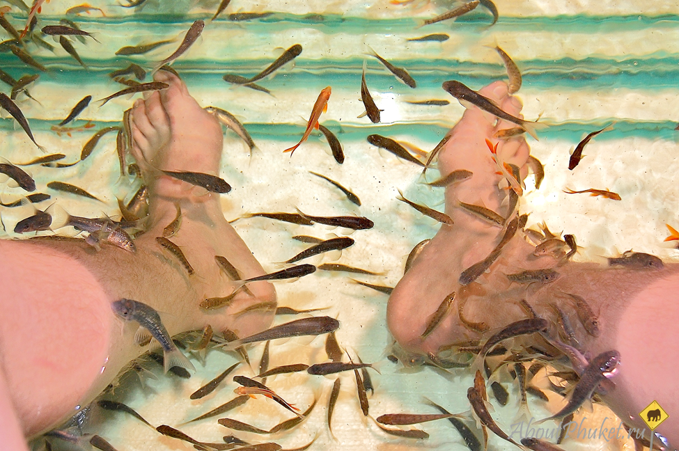 Гарра руфа - это рыбки, способствующие очищению кожи.