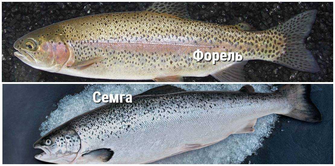Отличие семги от лосося, рыбалка на лососевых, рецепты