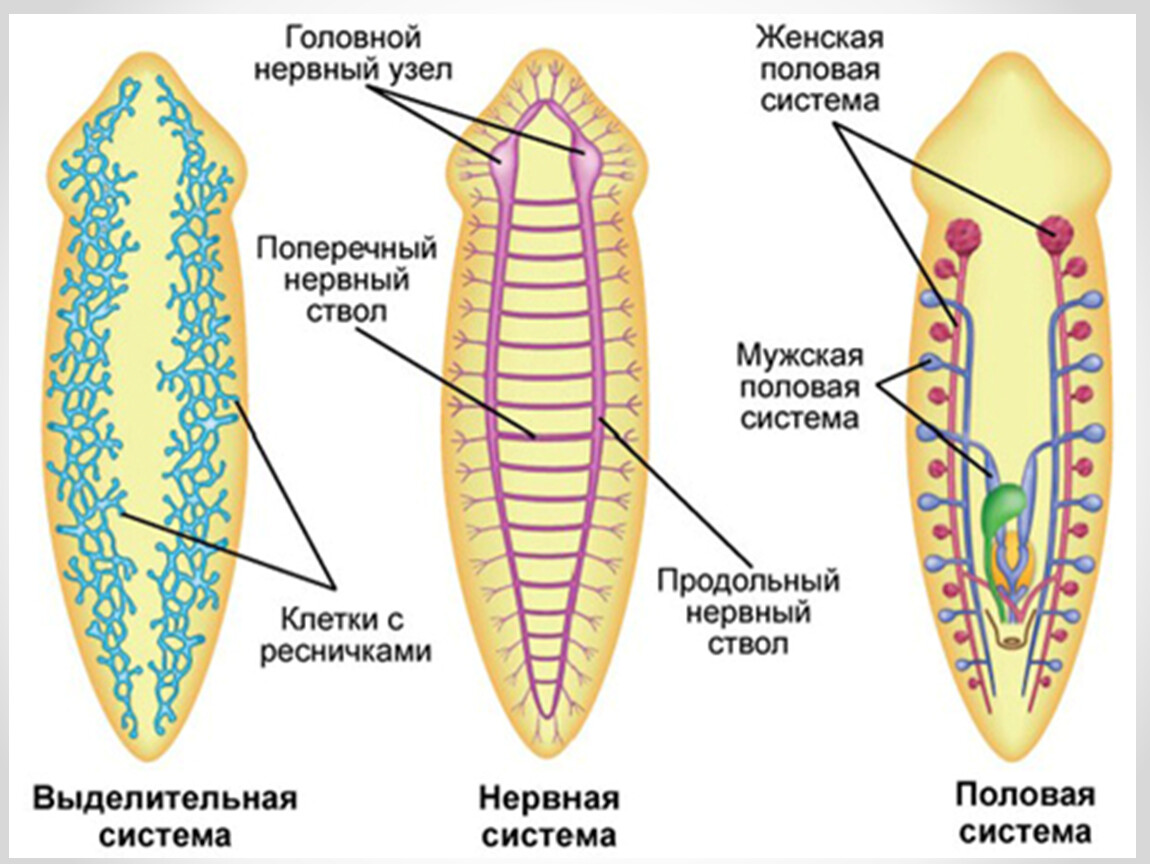 Белая планария: строение, системы, размножение
белая планария: строение, системы, размножение