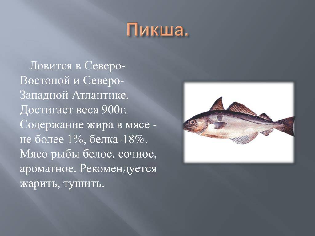Пикша: польза и вред рыбы, калорийность, бжу | xn--90acxpqg.xn--p1ai
