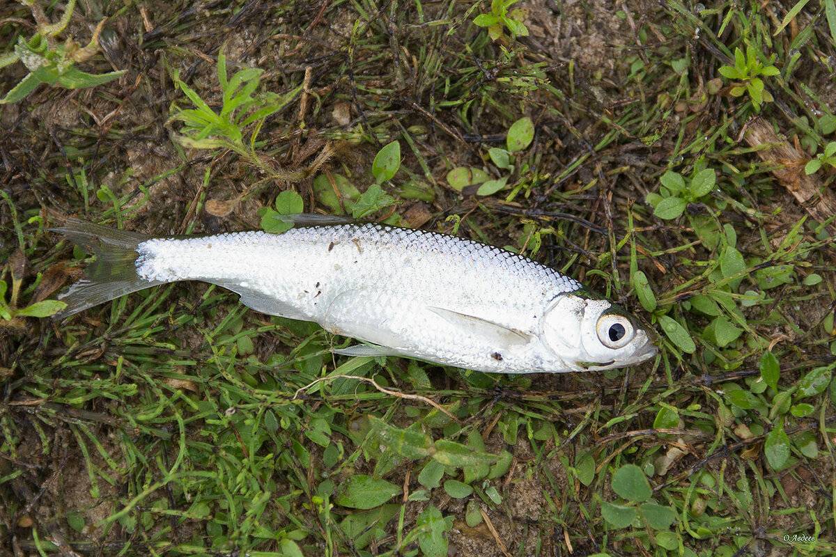 Уклейка – описание и фото рыбы, повадки, ловля, нерест, среда обитания
