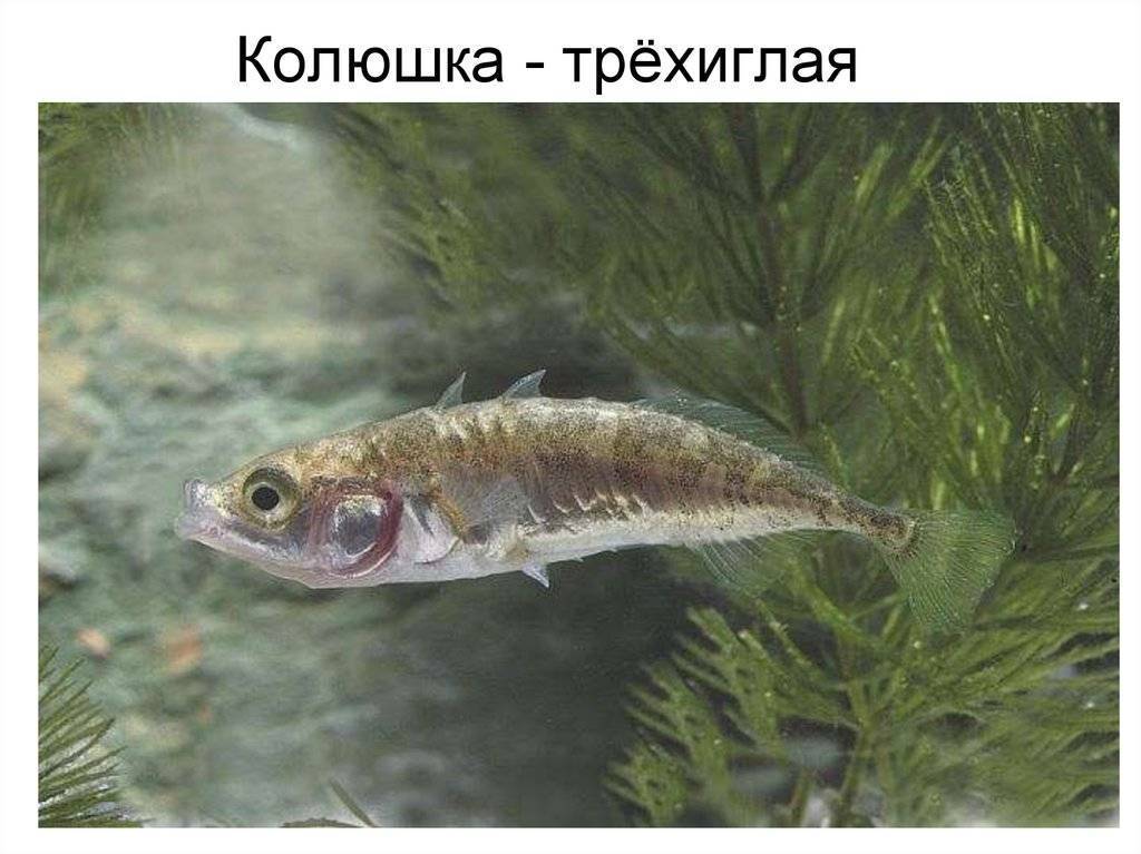 Рыба «колюшка трехиглая» фото и описание