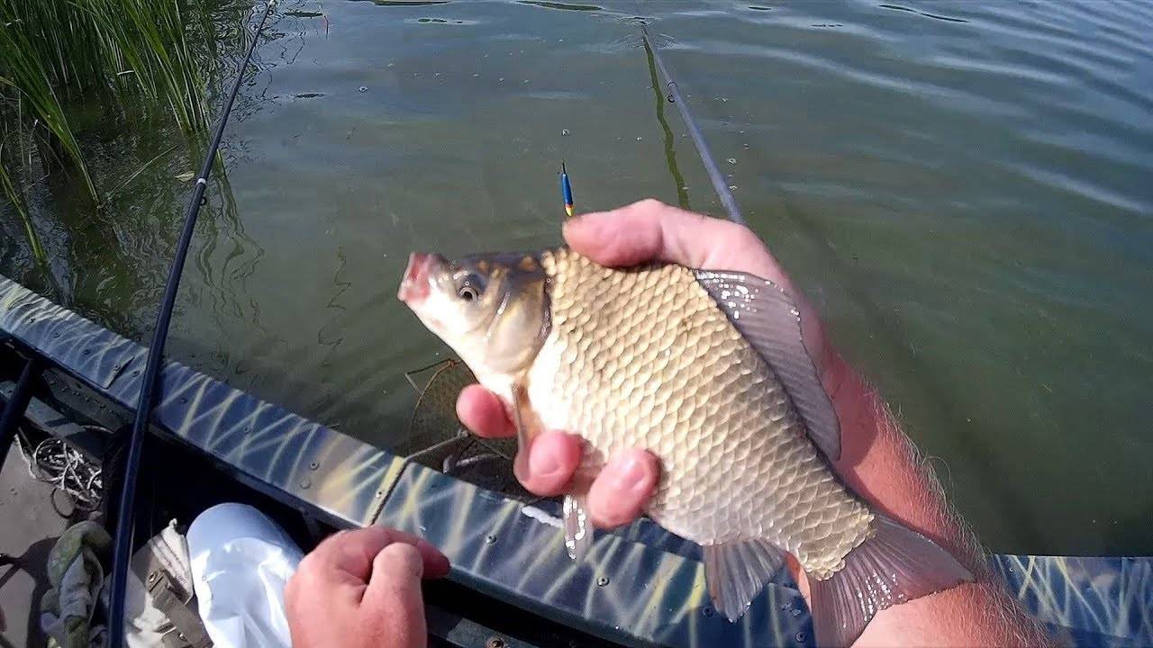 Ловля карася осенью: особенности рыбалки по холодной воде