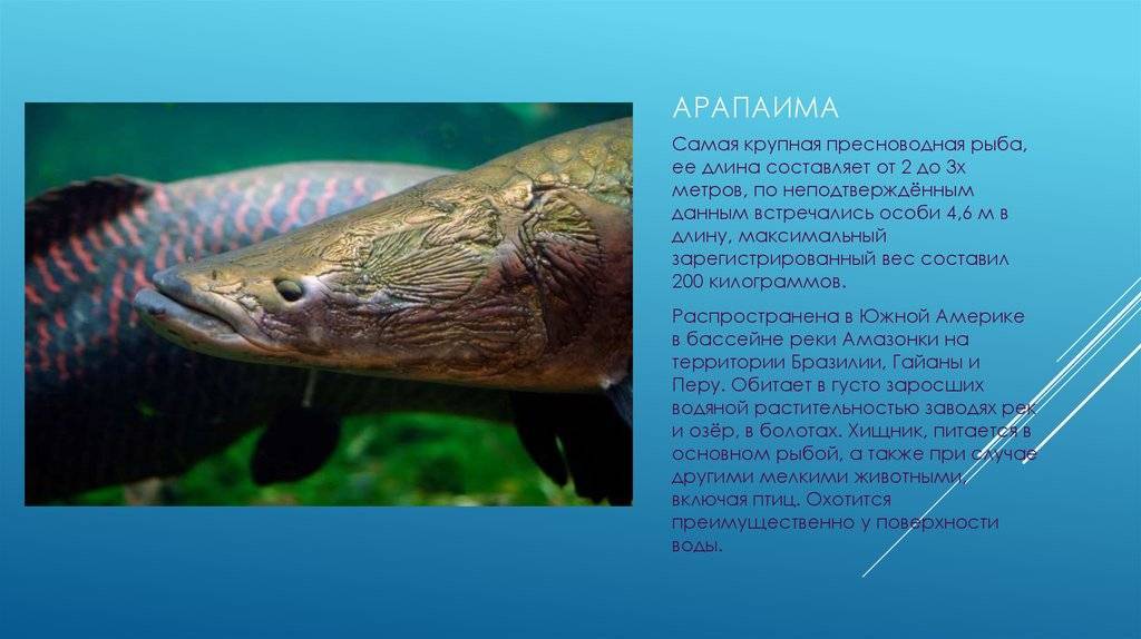Арапайма: особенности и размеры аквариума для рыбного монстра