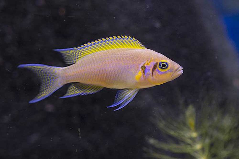 Принцесса бурунди (neolamprologus brichardi)