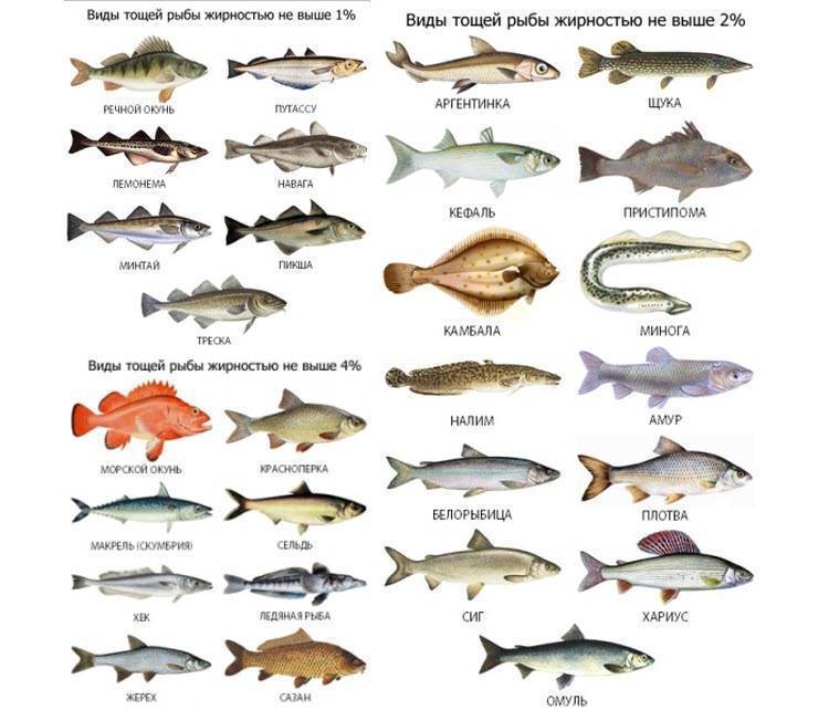 Кунджа фото и описание – каталог рыб, смотреть онлайн