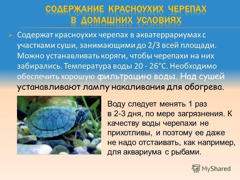 Сколько может прожить красноухая черепаха без воды?