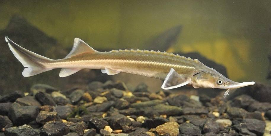 Семейство осетровых видов рыб — список самых популярных осетров, описание и фото