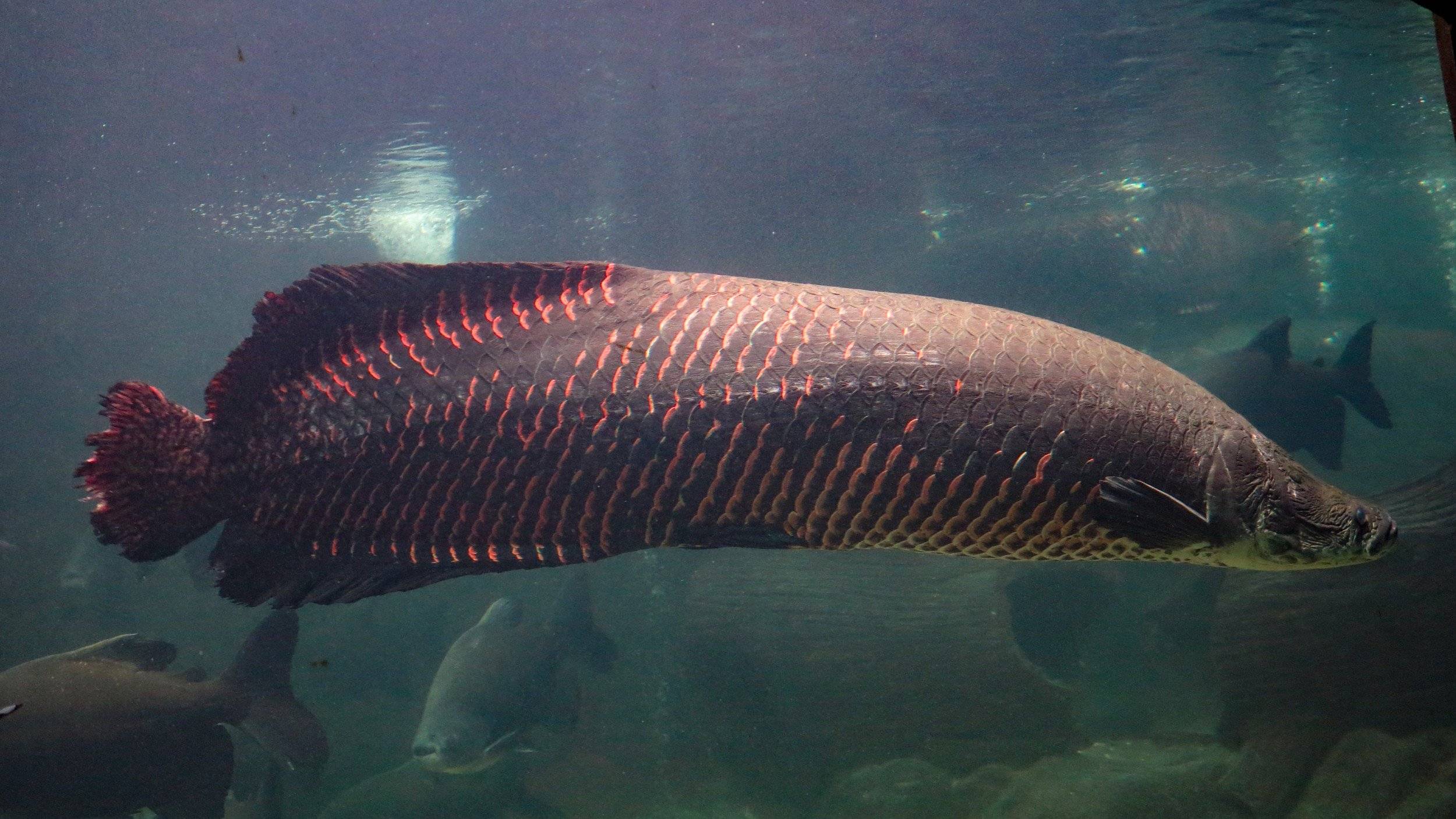 Арапайма гигас: места обитания и повадки гигантской рыбы пираруку