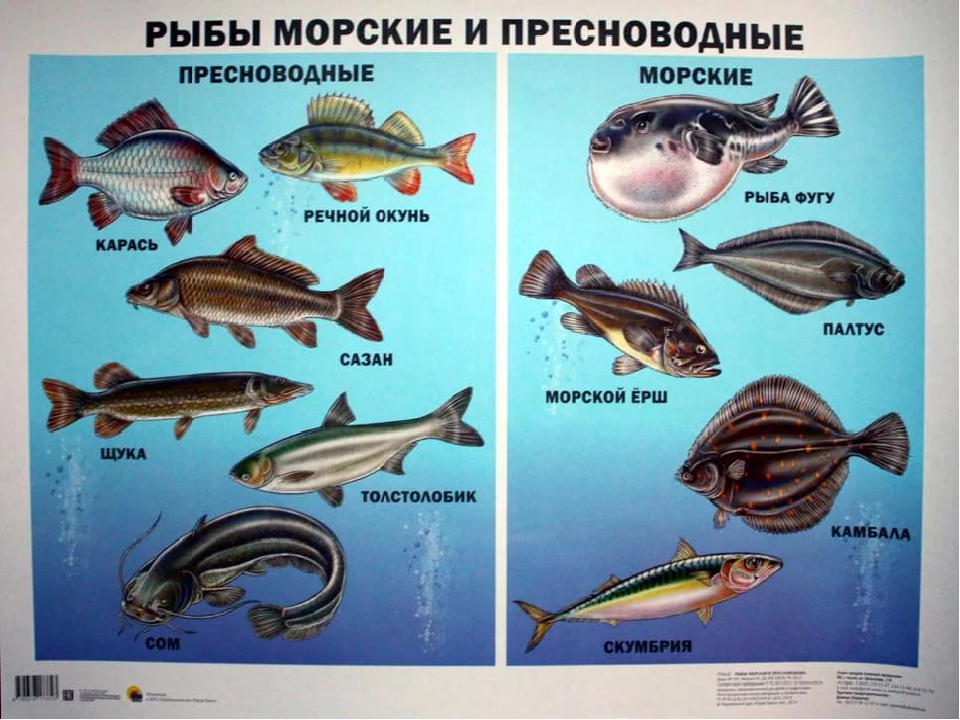 Ценная рыба 6 букв. Морские рыбы. Рыбы морские Пресноводные аквариумные. Морская рыба названия. Речные обитатели.